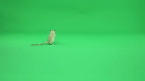 Gerbil A on Green Screen Chroma Key Pt27 of 50 Stock Footage 241212107