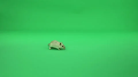 Gerbil A on Green Screen Chroma Key Pt29 of 50 Stock Footage 241213486