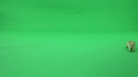Gerbil A on Green Screen Chroma Key Pt31 of 50 Stock Footage 241214195