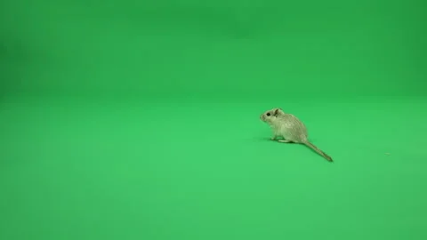 Gerbil A on Green Screen Chroma Key Pt32 of 50 Stock Footage 241216065