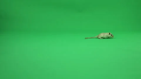 Gerbil A on Green Screen Chroma Key Pt33 of 50 Stock Footage 241217191