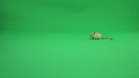 Gerbil A on Green Screen Chroma Key Pt34 of 50 Stock Footage 241220253