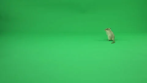 Gerbil A on Green Screen Chroma Key Pt35 of 50 Stock Footage 241220530