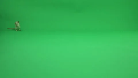 Gerbil A on Green Screen Chroma Key Pt36 of 50 Stock Footage 241222423