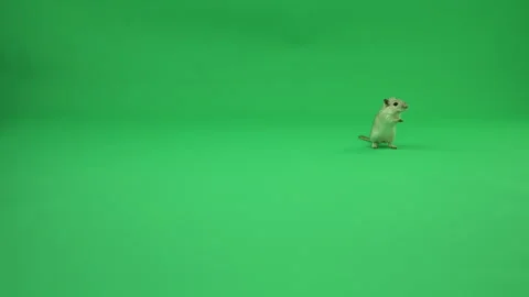 Gerbil A on Green Screen Chroma Key Pt37 of 50 Stock Footage 241224500