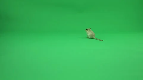 Gerbil A on Green Screen Chroma Key Pt39 of 50 Video stock 241227858