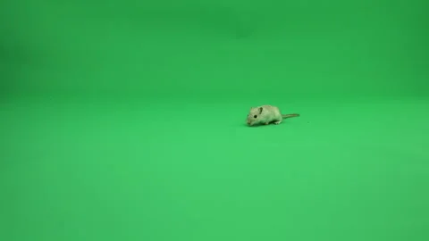 Gerbil A on Green Screen Chroma Key Pt41 of 50 Stock Footage 241229479