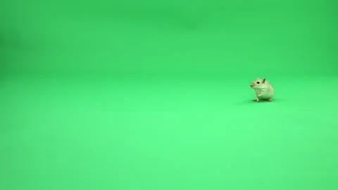 Gerbil A on Green Screen Chroma Key Pt46 of 50 Stock Footage 241233927