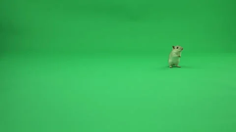 Gerbil A on Green Screen Chroma Key Pt44 of 50 Stock Footage 241234371