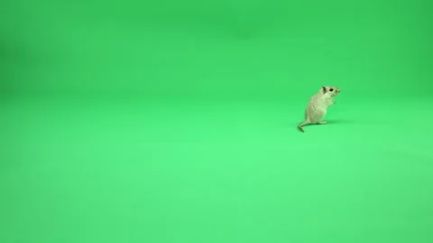 Gerbil A on Green Screen Chroma Key Pt48 of 50 Stock Footage 241238576