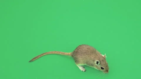 Gerbil H on Green Screen Chroma Key Pt2 of 15 Stock Footage 241335402