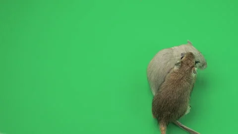 Gerbil H on Green Screen Chroma Key Pt3 of 15 Stock Footage 241336252