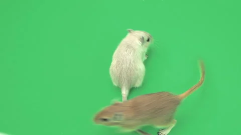 Gerbil H on Green Screen Chroma Key Pt4 of 15 Stock Footage 241337196