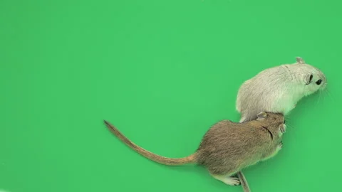 Gerbil H on Green Screen Chroma Key Pt6 of 15 Stock Footage 241337836