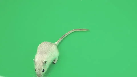 Gerbil H on Green Screen Chroma Key Pt5 of 15 Stock Footage 241338042