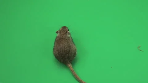 Gerbil H on Green Screen Chroma Key Pt9 of 15 Stock Footage 241338865