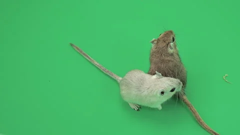Gerbil H on Green Screen Chroma Key Pt10 of 15 Stock Footage 241339130