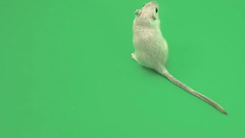 Gerbil H on Green Screen Chroma Key Pt15 of 15 Stock Footage 241341471