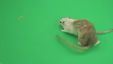 Gerbil I on Green Screen Chroma Key Pt2 of 7 Stock Footage 241342954