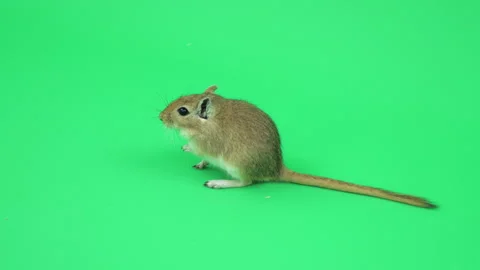 Gerbil I on Green Screen Chroma Key Pt3 of 7 Stock Footage 241345045