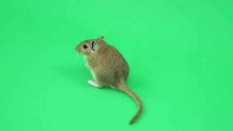 Gerbil I on Green Screen Chroma Key Pt6 of 7 Stock Footage 241346029