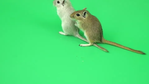 Gerbil I on Green Screen Chroma Key Pt7 of 7 Stock Footage 241346300