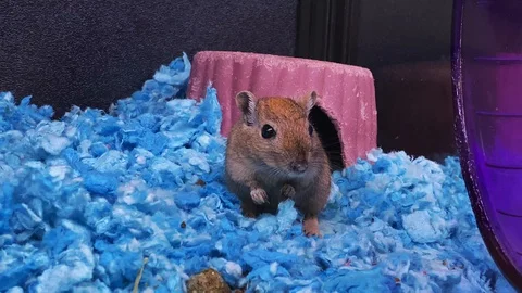 A gerbil at PetSmart Stock Footage 128096980