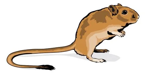 Gerbil sitting on feet Stock Illustration