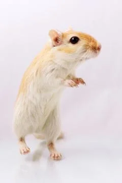 Gerbil on white background Stock Photos