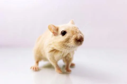 Gerbil on white background Stock Photos