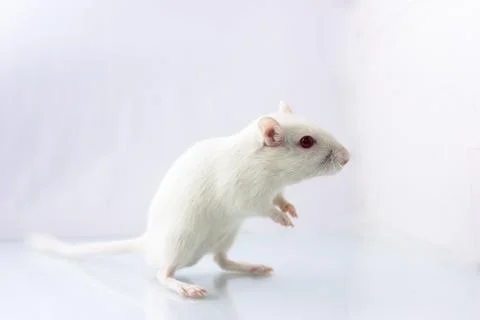 Gerbil on white background Foto stock
