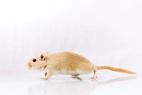 Gerbil on white background Stock Photos