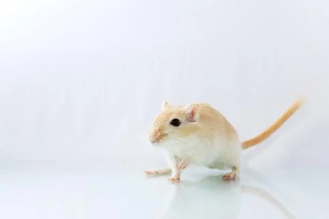 Gerbil on white background Stock Photos
