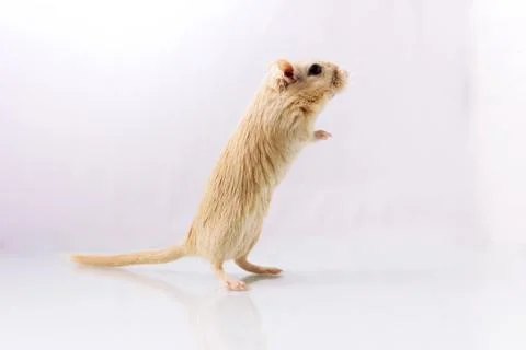 Gerbil on white background Foto stock