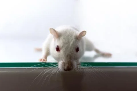 Gerbil on white background Stock Photos