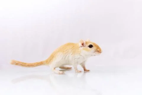 Gerbil on white background Stock Photos