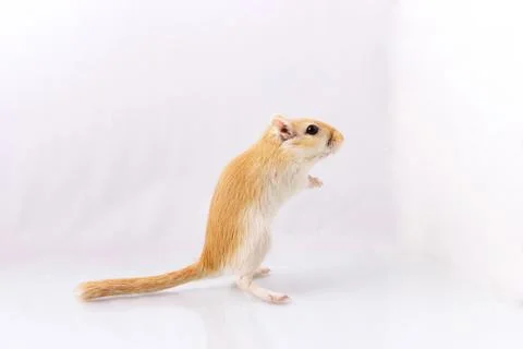 Gerbil on white background Foto stock