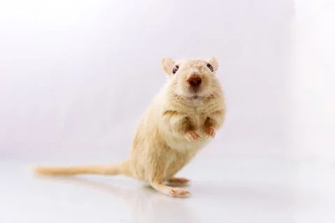 Gerbil on white background Stock Photos