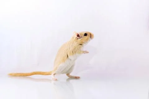 Gerbil on white background Stock Photos