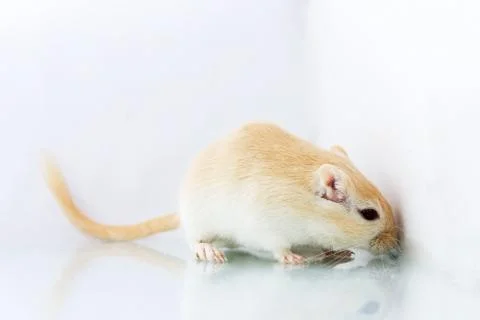 Gerbil on white background Stock Photos