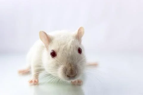 Gerbil on white background Foto stock