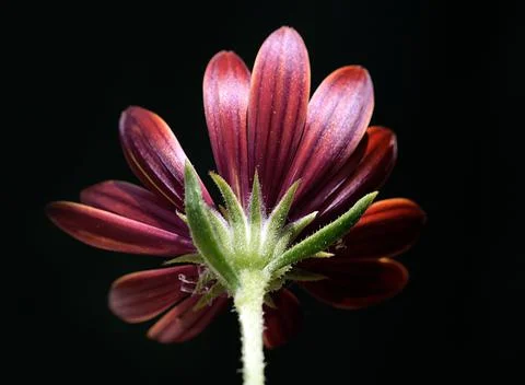Gerbra flower close up Foto stock