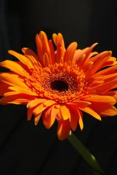 Gerbra 스톡 사진