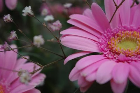 Gerbras 스톡 사진