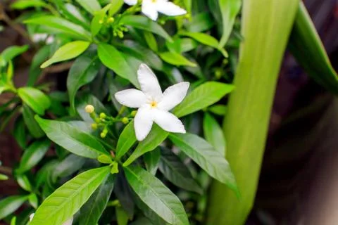 Gerdenia crape jasmine Stock Photos