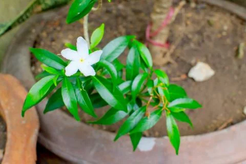 Gerdenia crape jasmine Stock Photos