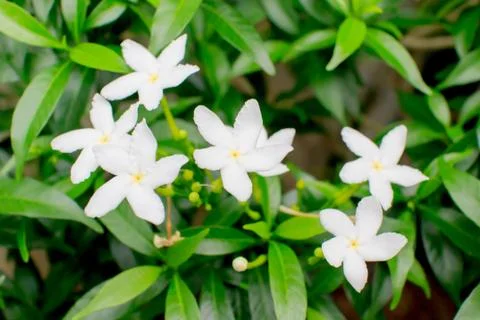 Gerdenia crape jasmine Stock Photos