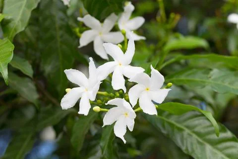 Gerdenia Crape Jasmine Stock Photos