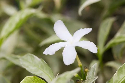 Gerdenia Crape Jasmine Stock Photos