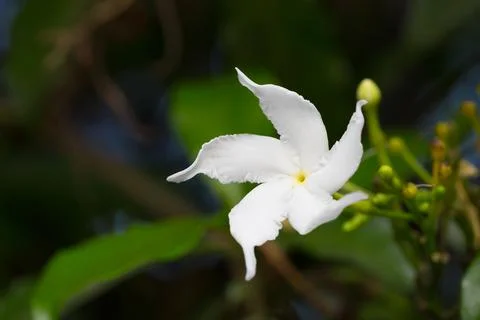 Gerdenia Crape Jasmine Foto stock